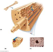 Compact bone diagram osteon compact bone ap pinterest anatomy human anatomy and. A P Lab I Exam 2 Microscopic Structure Of Compact Bone Diagram Quizlet
