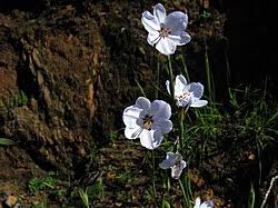 Image result for Aristea abyssinica