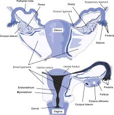 You have to check it's private part in order to find the gender. Labia Majora An Overview Sciencedirect Topics