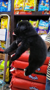 German shepherd price in different cities in india (2021). Black German Shepherd Male Raj Pets Shop Patna