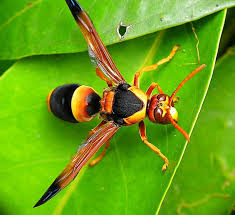 All Black Bug That Looks Like A Wasp Pin On Insekten