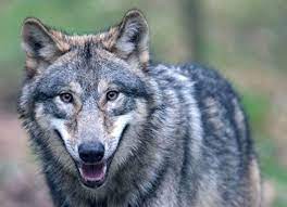 There's red wolves & gray wolves. Bundeszentrum Zusammenleben Von Wolf Und Weidetier Berlin De