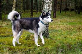 How Long Do Huskies Live The Answer You Need To Know