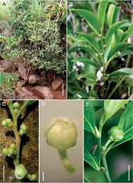 Image result for Rinorea ilicifolia