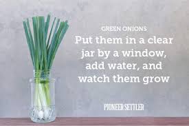 Only choose mature scallions that have started to flower. How To Grow Green Onions From Scraps In Water