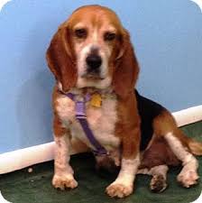 Beagle puppies for adoption in michigan. Novi Mi Beagle Basset Hound Mix Meet Caitlyn A Dog For Adoption Http Www Adoptapet Com Pet 11183408 Novi Michigan Be Beagle Basset Hound Mix Beagle Mix