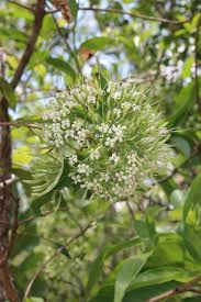 Image result for Pavetta uniflora