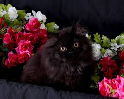 We did not find results for: Pictures Of Black Persian Kittens Kitten