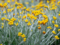 Most of our offerings are drought tolerant; Suncrest Nurseries Inc Plants For A Thirsty State