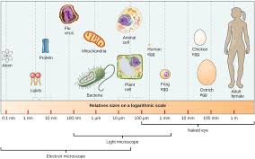 Levels Of Biological Organization From Smallest To Largest 