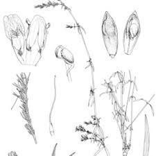 Image result for Crepidorhopalon schweinfurthii