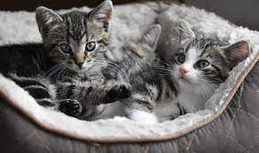 discover animals panosundaki pin
