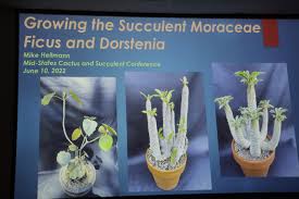 Image result for Dorstenia