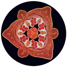 Le Bourgeon De La Fleur De Lys En Couleurs La Photographie Microscopique Photographie Bourgeon