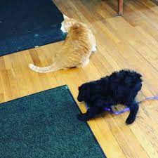 Home veterinary care, 201 oakwood ave, elmira, ny 14903, usa, fotode, kommentaare, lahtiolekuajad. Home Veterinary Care Home Facebook