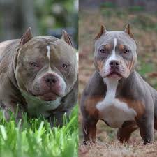 American bulldog puppies for sale. Bully Pitbull Puppies For Sale Near Me Off 56 Www Usushimd Com