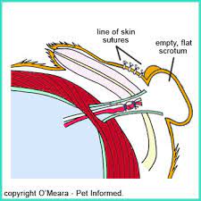 Male Dog Neutering All You Need To Know