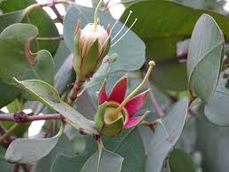 Image result for Sonneratiaceae