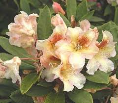 R Bernstein Rhododendron Plant Rhododendron Azaleas
