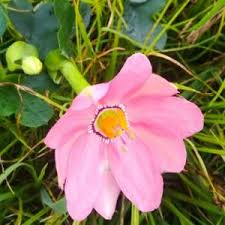 Image result for Clerodendrum pleiosciadium