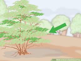 How To Grow A Sandalwood Tree 14 Steps With Pictures