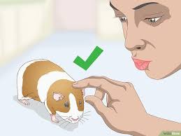 Pin On Guinea Pigs