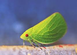 Image result for Aneilema chrysopogon