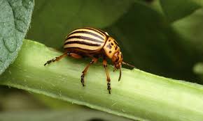 Estimates of food production losses due to diseases, insects and weeds. Climate Change Exacerbates The Challenge Of Plant Pests Food Tank