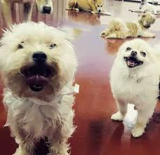 I was a bit skeptical of bringing my pup to any daycare but now archie is a regular, attending 5 days a week. Best Friends Pet Hotel Best Friends Pet Care Chicago Il
