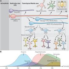 Image result for Higher Integrative Function