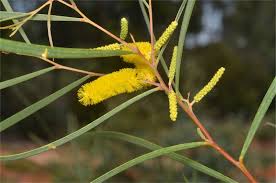 Image result for Acacia davyi