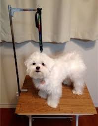 手作りトリミングテーブル完成 愛ままのブログ 楽天ブログ 犬 カメ 部屋の隅