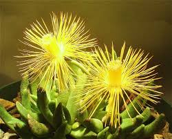 Image result for Hereroa