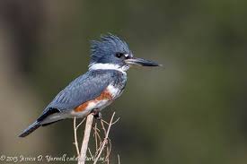 Birds Of Prey Central Florida Central Florida Backyard Bird Identification Backyard Birds Bird Identification Bird