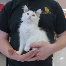 Many corporations match employee donations; Resources For Shelters And Rescues Spay And Stay