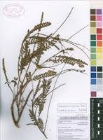 Image result for Aeschynomene nyassana