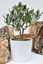 Olivenbaum Kleiner Olivenbaum Olivenbaum Immergrune Pflanzen Olivenbaumchen