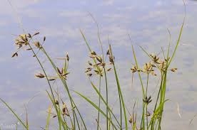 Image result for Bolboschoenus glaucus