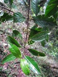 Image result for Canthium glaucum