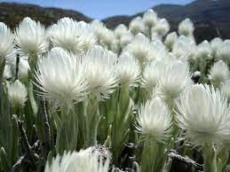 Cape Town Fynbos Flickr Pic Of The Day South African Flowers Fynbos Trees To Plant