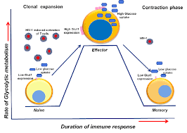 Эд скрейн, рэй стивенсон, лоан шабаноль и др. A Proposed Model Of Glucose Transporter 1 Glut1 Expression And Download Scientific Diagram