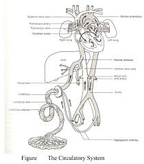 It bypasses the fetal lungs. Fetal Circulation