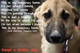 Adopt A Shelter Dog Please Share Animals Dog Rescue Shelters Dog Adoption