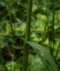 Image result for Vossia cuspidata