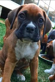 Click here to be notified when new boxer puppies are listed. Penny S Puppies Of Columbia Sc Home Facebook