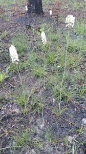 Image result for Stenostelma capense