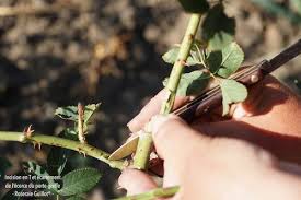 Le Greffage En Ecusson Du Rosier Roses Guillot Rosier Rosier Buisson Porte Greffe