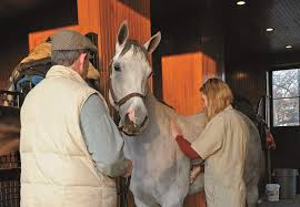 The more training a horse has and the less you have to do yourself, the more the cost. The Real Cost Of Horse Ownership The Horse