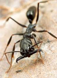 Pin On Ants Centipedes