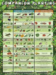 Pin By Amanda A On Gardening And Landscape Companion Planting Chart Companion Gardening Companion Planting Guide